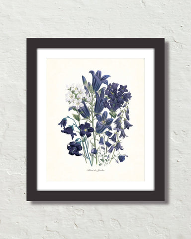Fleurs De Jardin Plate 2 Botanical Art Print