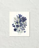 Fleurs De Jardin Plate 2 Botanical Art Print