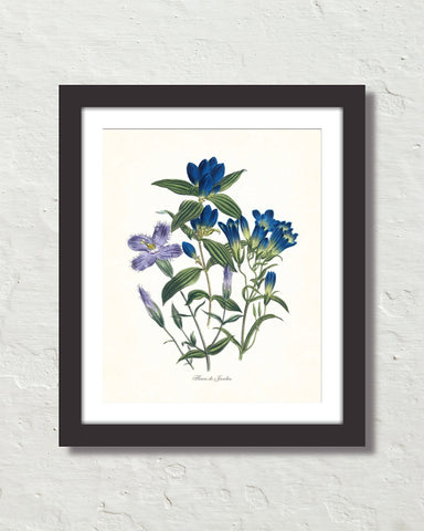 Fleurs De Jardin Plate 5 Botanical Art Print