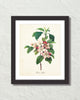 Vintage Flores Mali Botanical Art Print