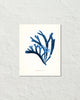 Vintage Indigo Blue British Seaweed No. 1 Print