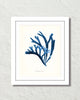Vintage Indigo Blue British Seaweed No. 1 Print
