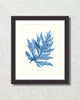 Vintage Indigo Blue British Seaweed No. 3 Print