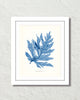 Vintage Indigo Blue British Seaweed No. 3 Print