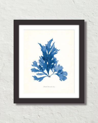 Vintage Indigo Blue British Seaweed No. 4 Print