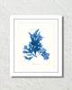 Vintage Indigo Blue British Seaweed No. 4 Print