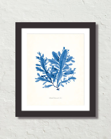 Vintage Indigo Blue British Seaweed No. 5 Print