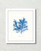 Vintage Indigo Blue British Seaweed No. 5 Print