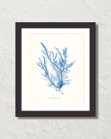 Vintage Indigo Blue British Seaweed No. 6 Print
