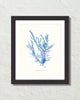 Vintage Indigo Blue British Seaweed No. 6 Print