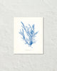 Vintage Indigo Blue British Seaweed No. 6 Print