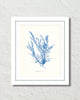 Vintage Indigo Blue British Seaweed No. 6 Print