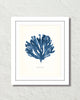 Vintage Indigo Blue Sea Kelp No. 5 Print