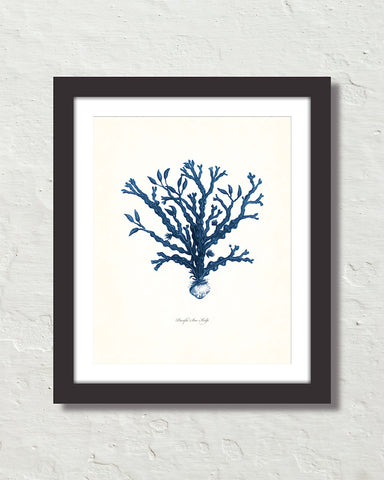Vintage Indigo Blue Sea Kelp No. 6 Print