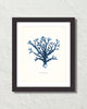 Vintage Indigo Blue Sea Kelp No. 6 Print