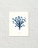 Vintage Indigo Blue Sea Kelp No. 6 Print