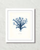 Vintage Indigo Blue Sea Kelp No. 6 Print