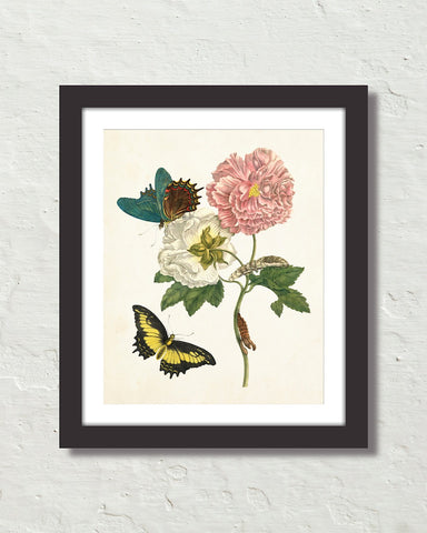 Maria Sybilla Merian Butterfly No. 24 Art Print