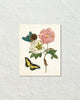 Maria Sybilla Merian Butterfly No. 24 Art Print