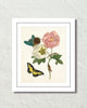 Maria Sybilla Merian Butterfly No. 24 Art Print