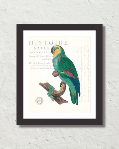 Vintage French Parrot Collage No. 10 Art Print