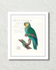 Vintage French Parrot Collage No. 10 Art Print