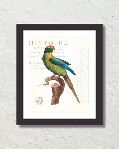 Vintage French Parrot Collage No. 20 Art Print