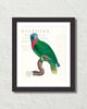 Vintage French Parrot Collage No. 30 Art Print
