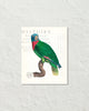 Vintage French Parrot Collage No. 30 Art Print