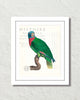 Vintage French Parrot Collage No. 30 Art Print