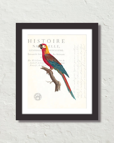 Vintage French Parrot Collage No. 40 Art Print
