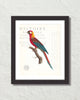 Vintage French Parrot Collage No. 40 Art Print