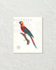 Vintage French Parrot Collage No. 40 Art Print