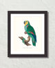 Vintage French Parrot No. 1 Art Print