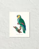 Vintage French Parrot No. 1 Art Print