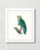 Vintage French Parrot No. 1 Art Print