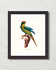 Vintage French Parrot No. 2 Art Print