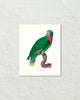 Vintage French Parrot No. 3 Art Print