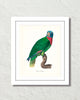 Vintage French Parrot No. 3 Art Print