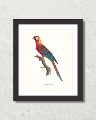 Vintage French Parrot No. 4 Art Print