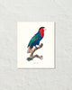 Vintage French Parrot No. 6 Art Print