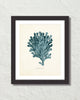 Vintage Sea Coral Series Teal Plate 3 Print