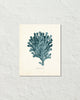 Vintage Sea Coral Series Teal Plate 3 Print