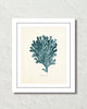 Vintage Sea Coral Series Teal Plate 3 Print