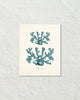 Vintage Sea Coral Series Teal Plate 4 Print