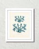 Vintage Sea Coral Series Teal Plate 4 Print