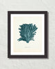 Vintage Sea Coral Series Teal Plate 5 Print