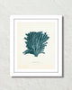 Vintage Sea Coral Series Teal Plate 5 Print