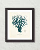 Vintage Sea Coral Series Teal Plate 51 Print
