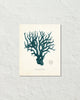 Vintage Sea Coral Series Teal Plate 51 Print